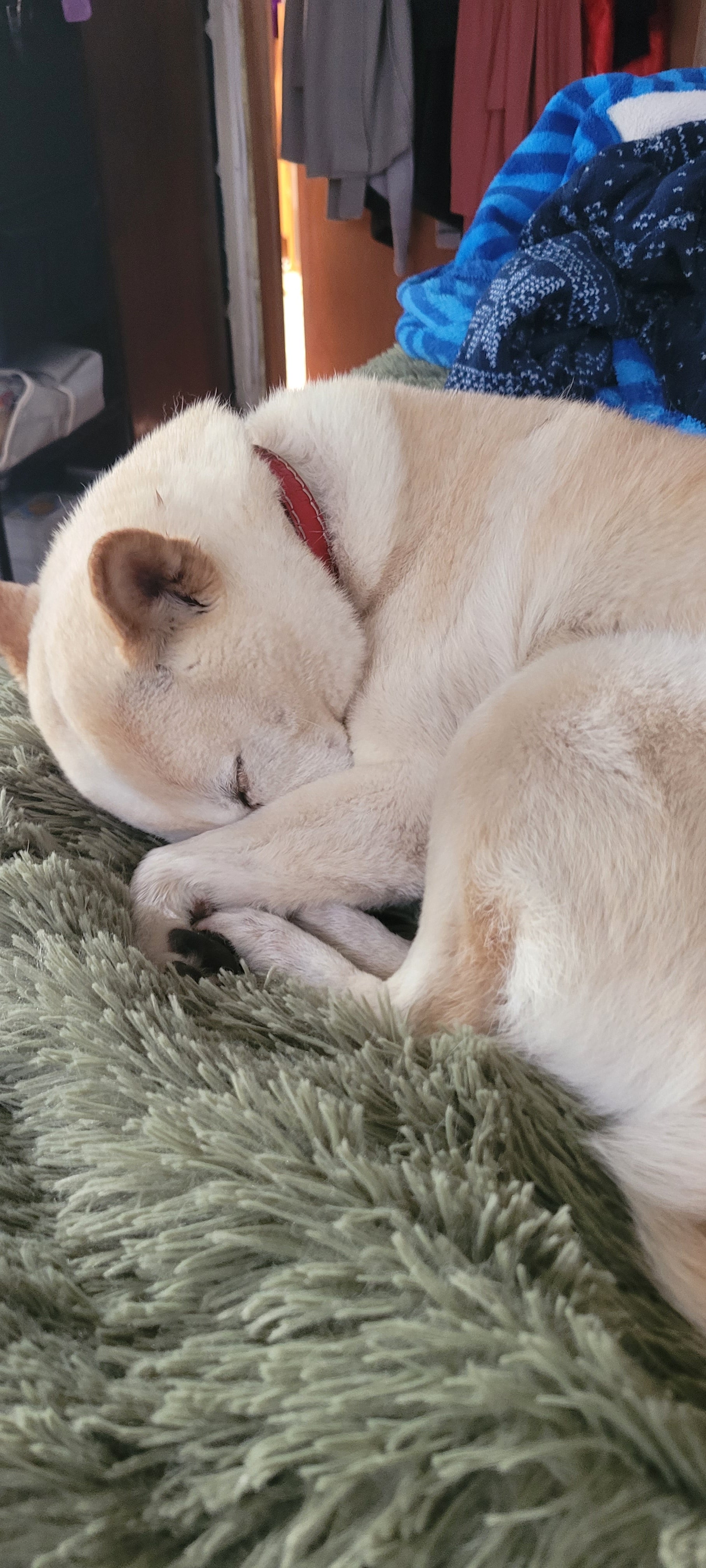 Cream Shiba Inu Dog curled up covering their nose