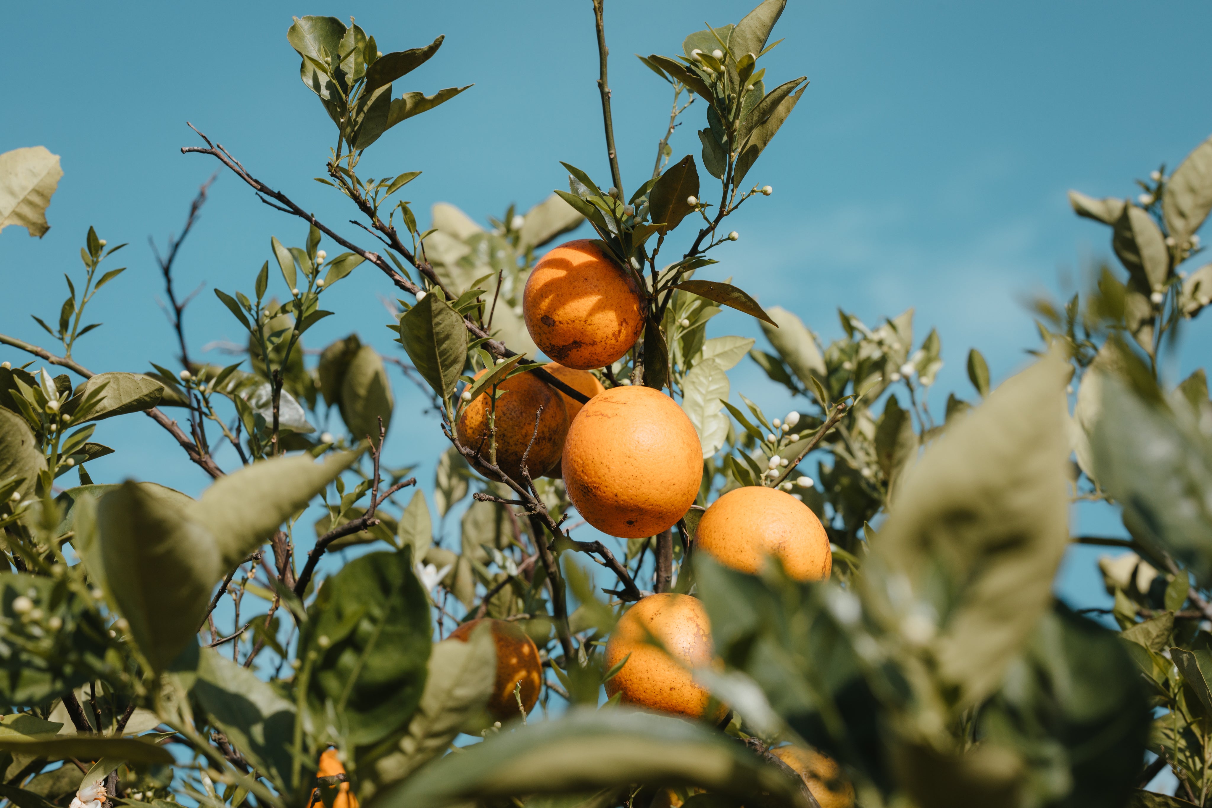 oranges in a orcahrd